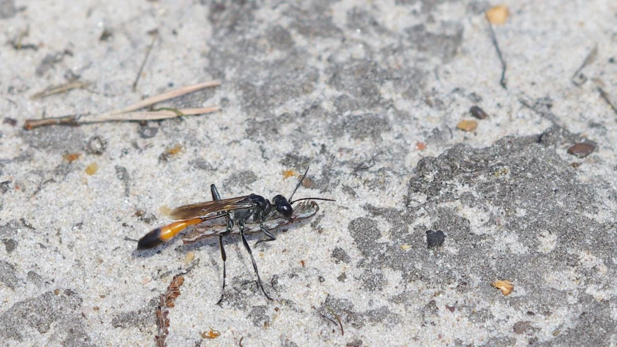 Wasp mothers use remarkable memory when feeding offspring, according to study