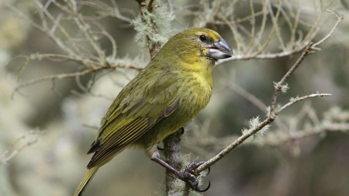 Remote island bird at risk of extinction is thrown lifeline by parasitic wasp