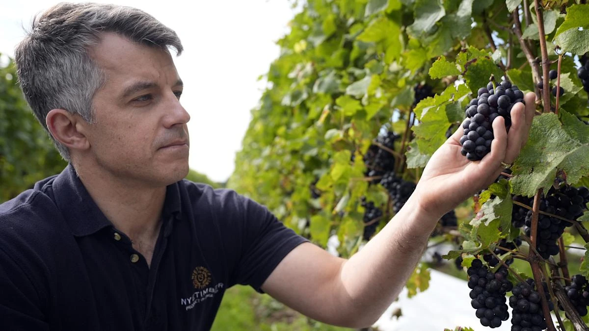 Vineyard optimistic for ‘top-quality vintage’ as earliest harvest begins