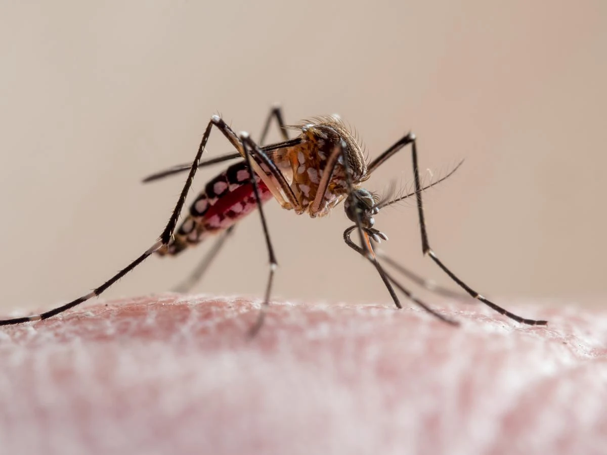 What we know about the chikungunya virus as cases spread in China