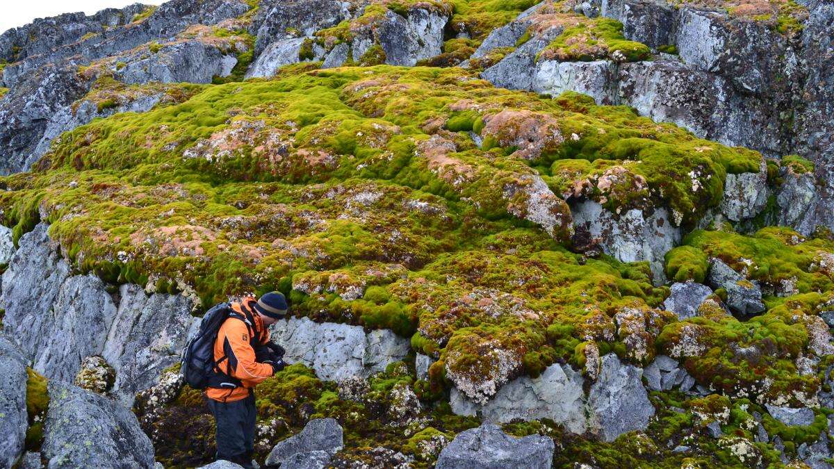 Scientists ‘shocked’ as parts of Antarctica turning green at ‘dramatic’ rate