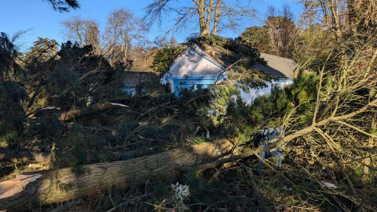 National Trust seeks help after losing more than 10,000 trees in Storm Eowyn