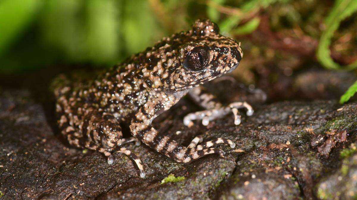 New toothed toad found by scientists on the hunt for its ‘brother’