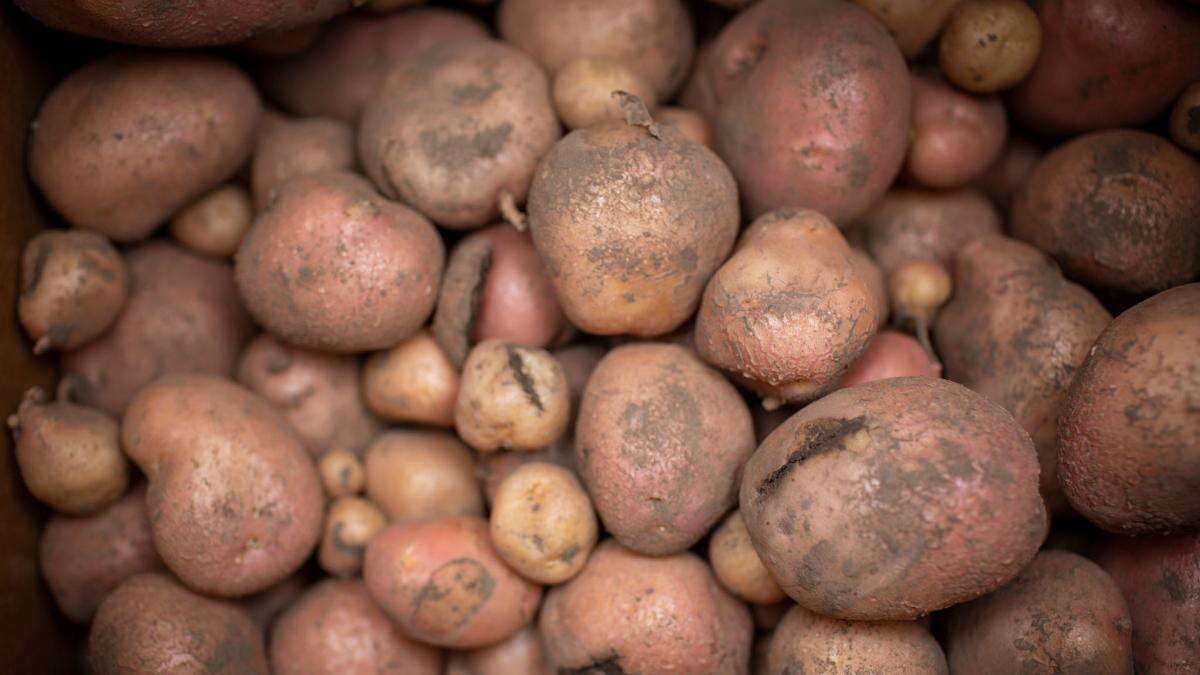 Scientists developing potatoes that could withstand heatwaves