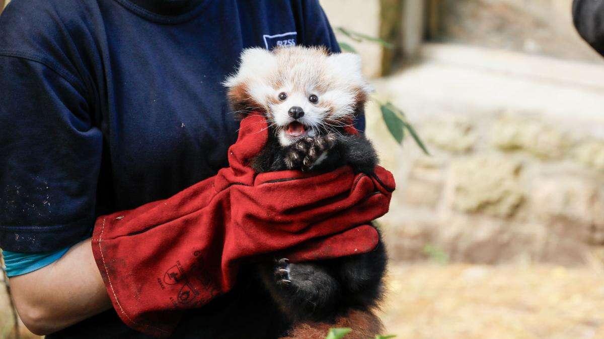 Red panda born at Scottish zoo healthy and doing well, say keepers