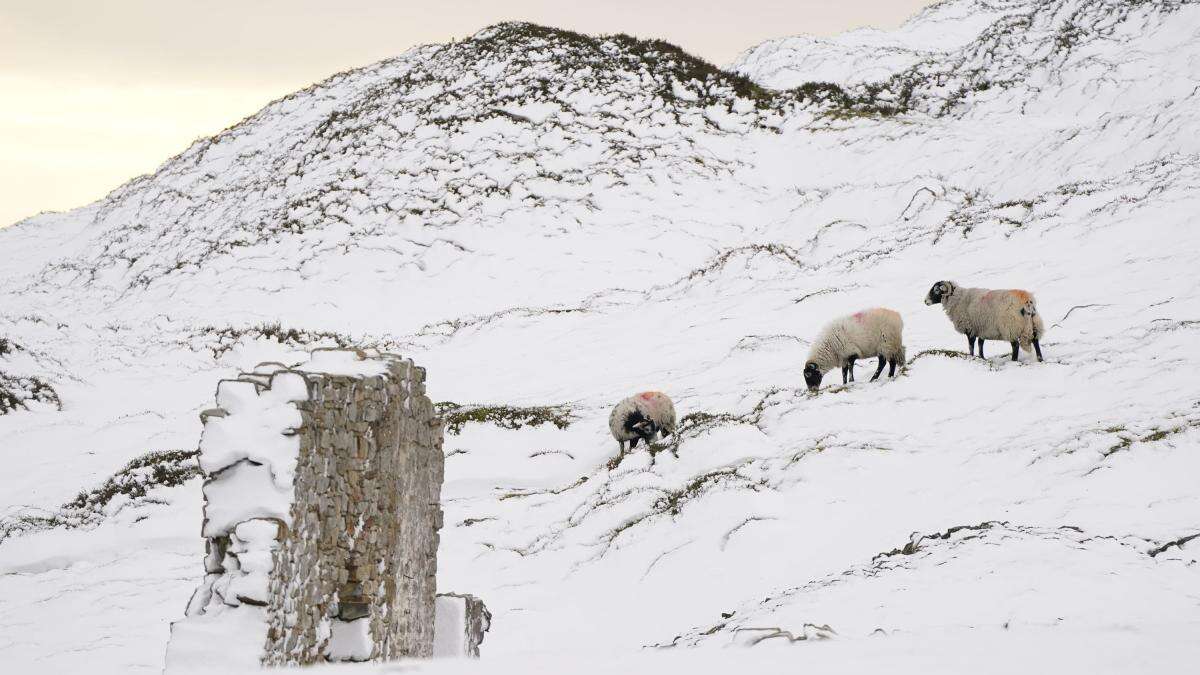 Hill farmers’ finances ‘in jeopardy’ from delays to new farming schemes – report