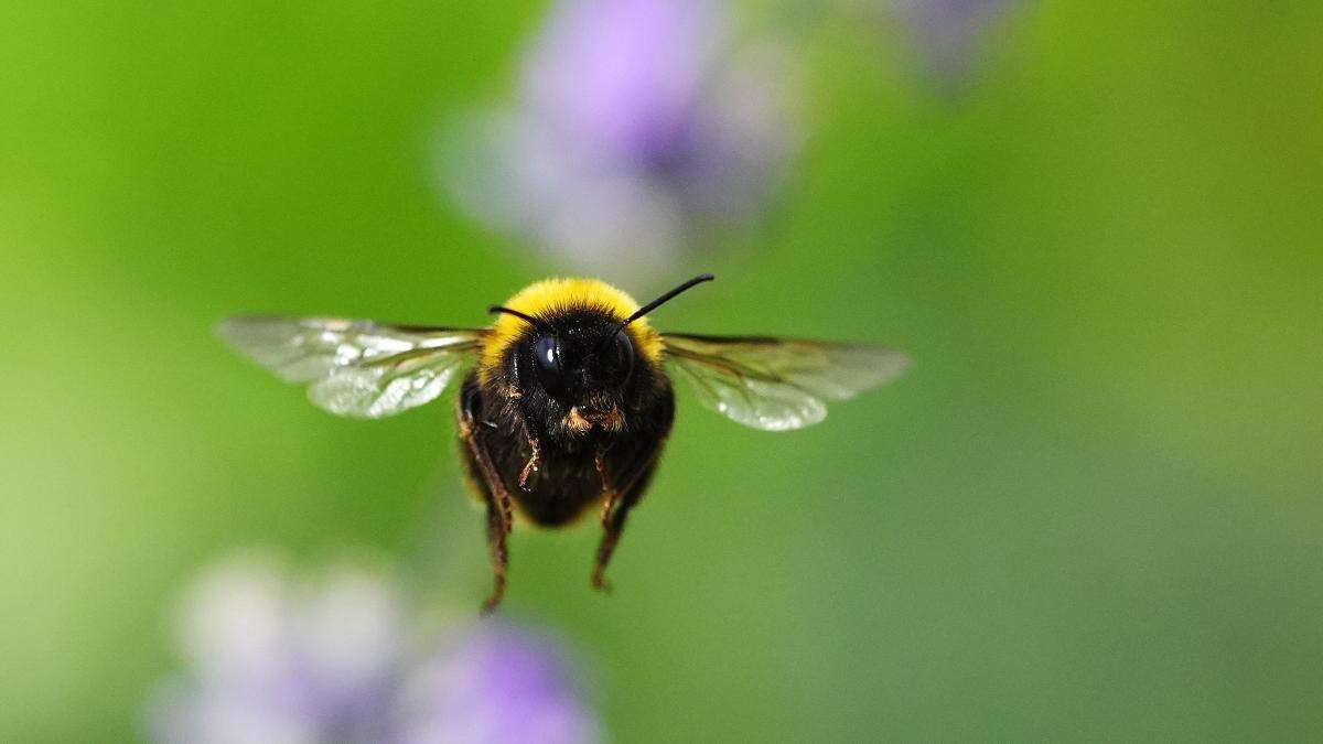 Government refuses emergency use of banned bee-killing pesticide on sugar beet