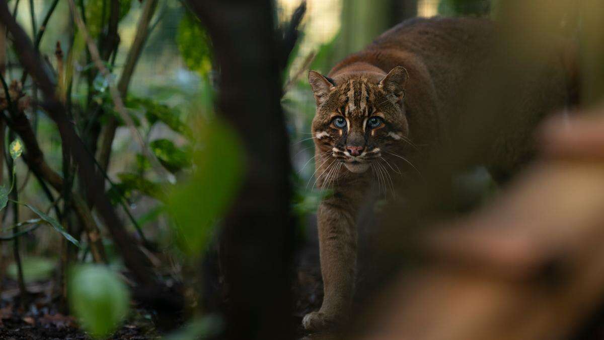 Endangered cats rehomed after sanctuary boss guilty of animal welfare offences