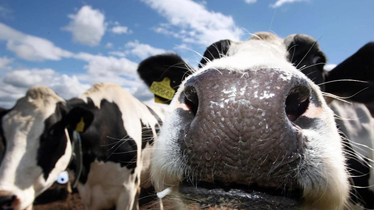Withdrawal of critical veterinary medicines could have ‘severe impact’ on NI