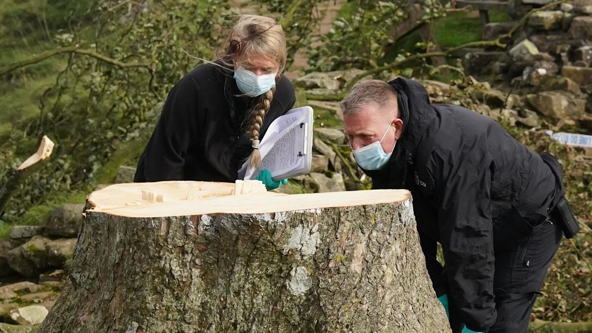 Video captures Sycamore Gap tree being cut down in less than three minutes