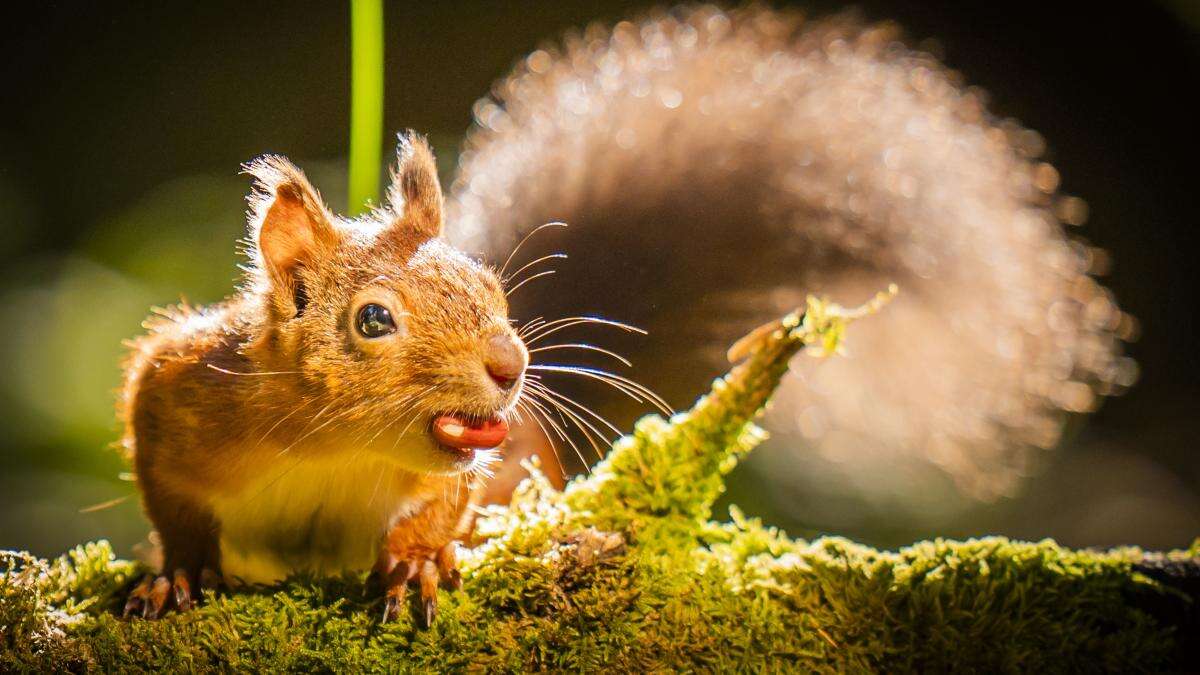 Lack of genetic diversity among red squirrels poses disease threat, study finds