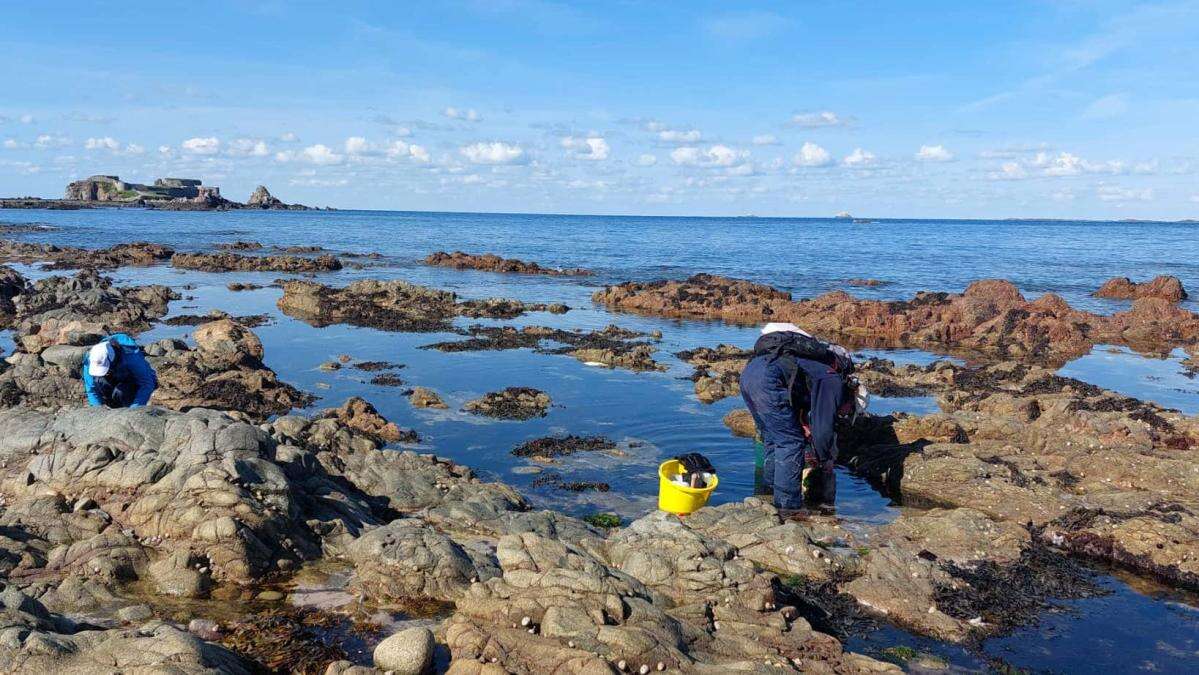 ‘Climate indicator’ sea slugs, whales and returning wildlife in UK seas in 2024