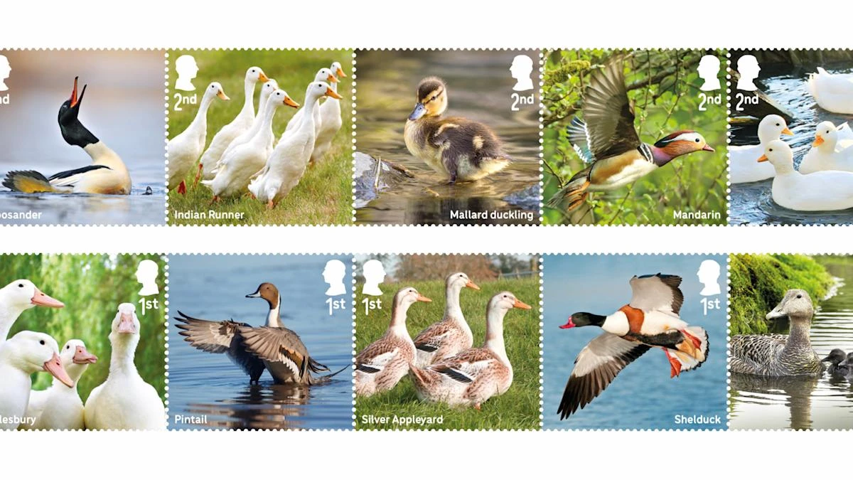 Royal Mail issues quacking collection of stamps celebrating duck species