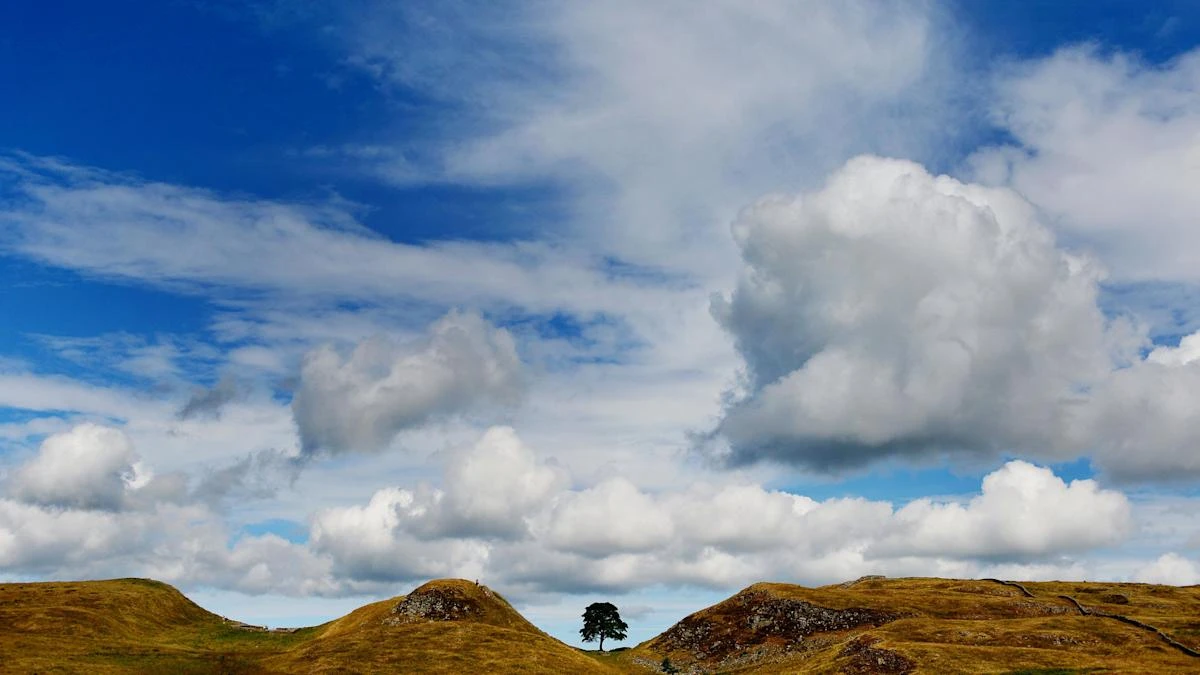 ‘Totemic’ Sycamore Gap tree inspired countless photos until it was felled
