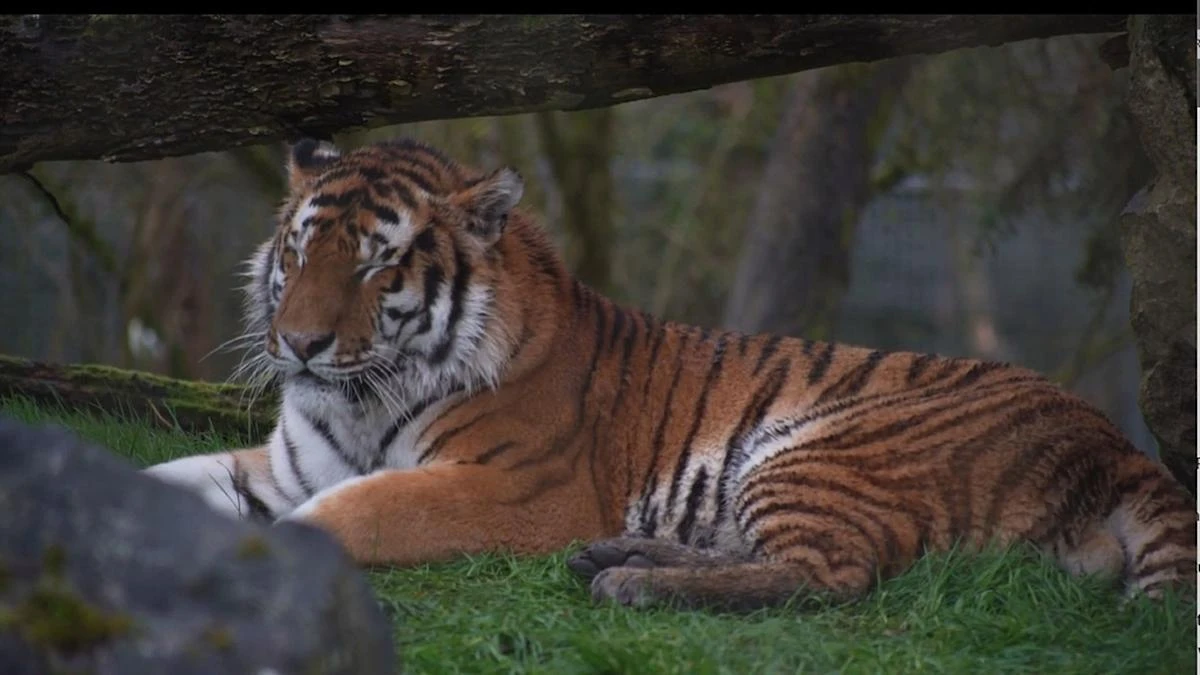 Hampshire zoo welcomes two new big cats which will be part of breeding programme