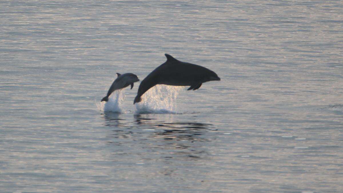 Microplastics found in dolphin breath – study