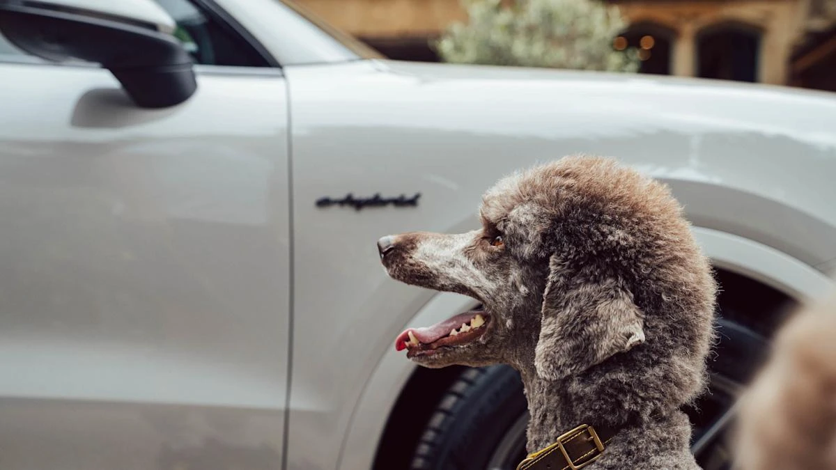 Here are the best ways to keep dogs safe and comfortable in the car
