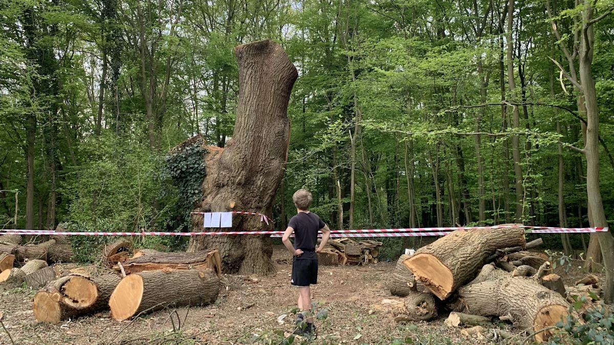Council leader ‘outraged’ by Toby Carvery felling ancient oak without permission