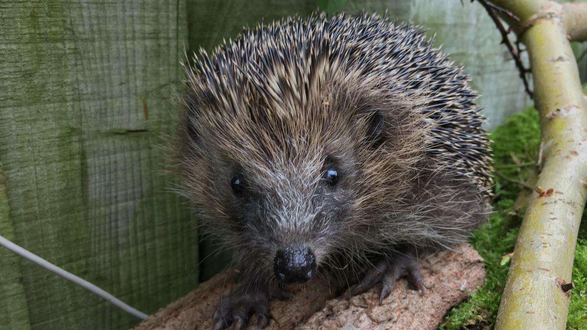 Hedgehogs listed as ‘near threatened’ after suffering rapid population declines