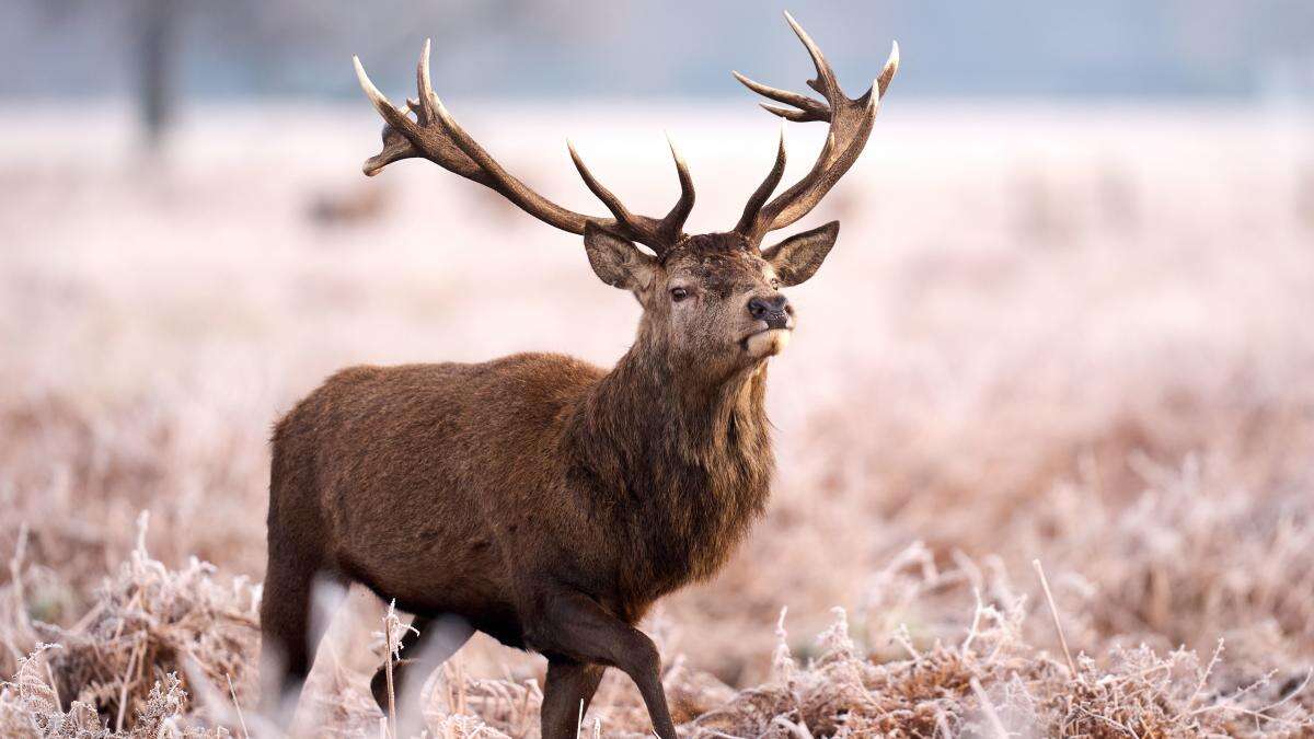 In Pictures: Animals brave the snow and ice as cold snap continues