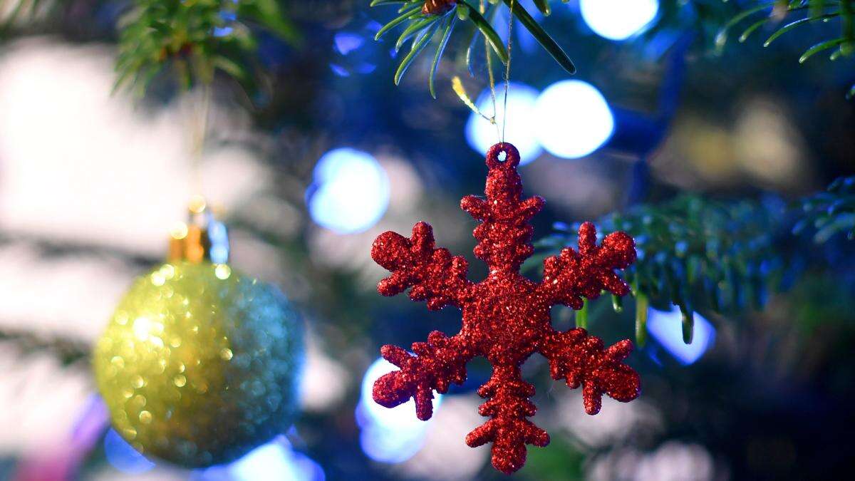 Covent Garden Christmas tree harvested in Solihull ahead of festive season