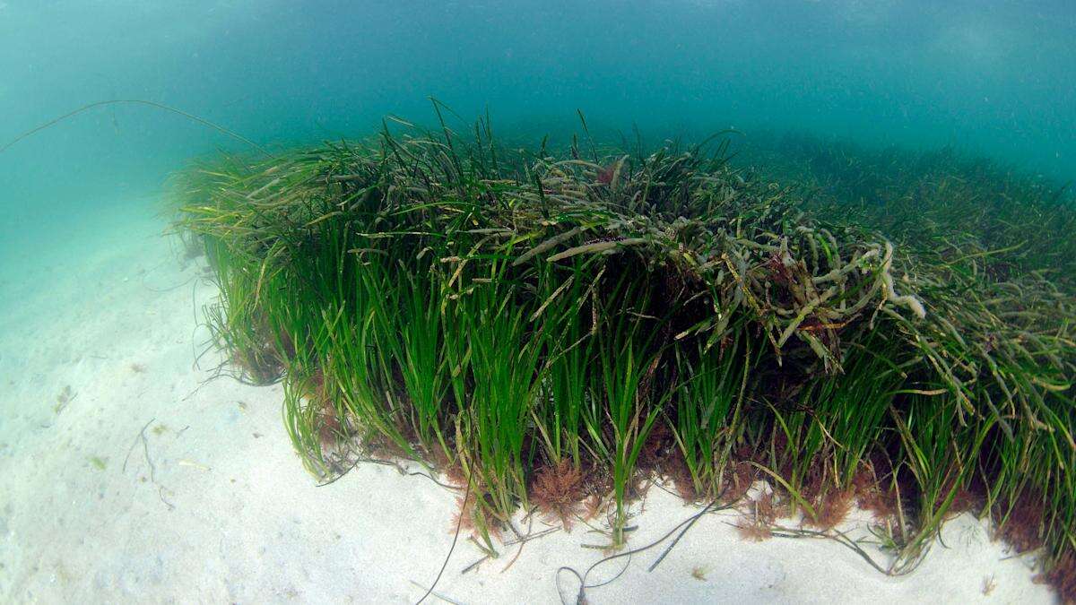 Seagrass planting bids to restore nature along Scottish coastline