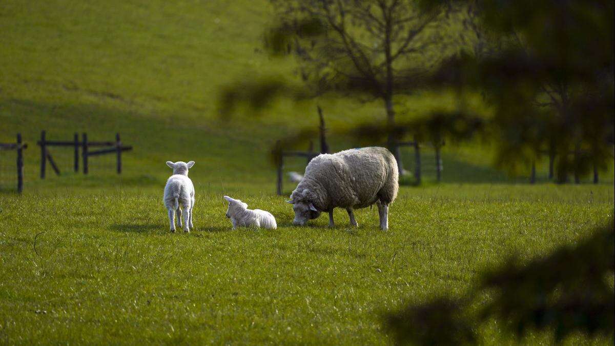 Call to boost agriculture budget to ‘value’ food security amid fears of cuts