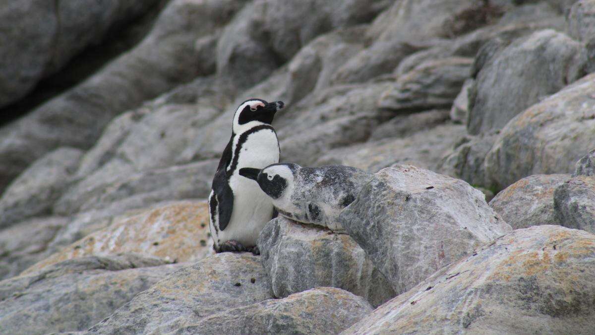 Conservationists in Valentine’s Day plea to protect ‘mating for life’ penguins