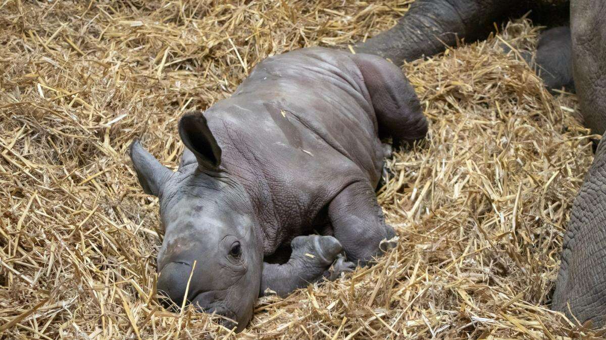 Female rhino born at safari park