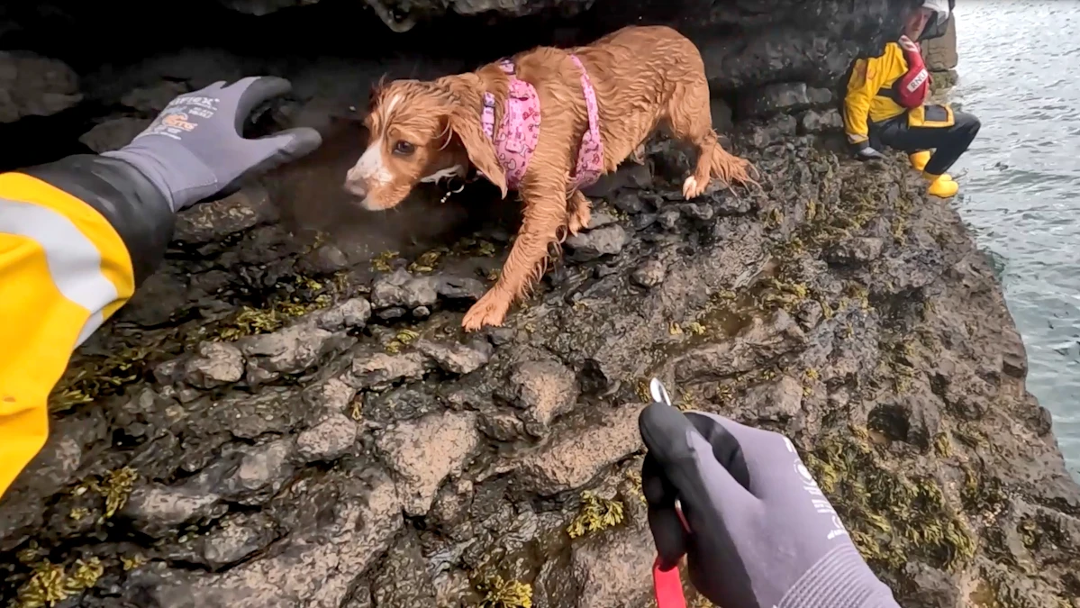 Stranded spaniel rescued from cliff edge by RNLI heroes
