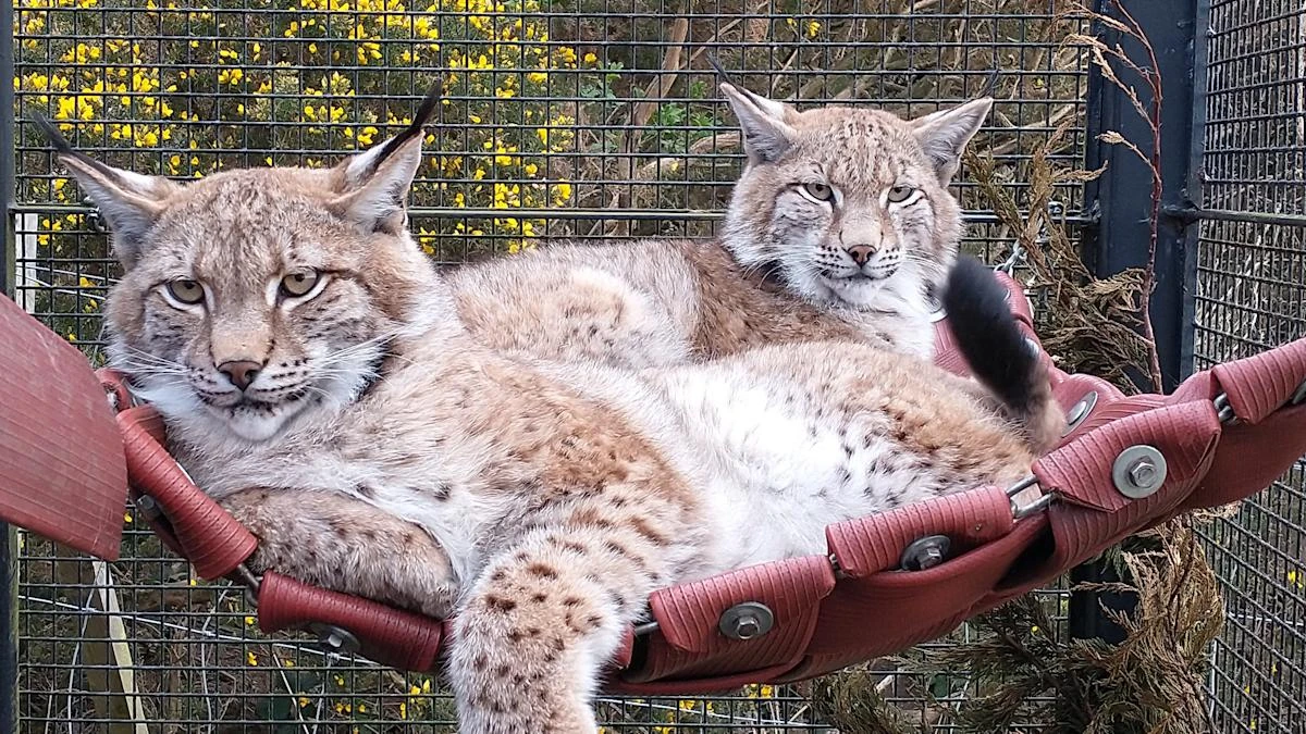 Lynx abandoned in the Cairngorms settle in at their new home