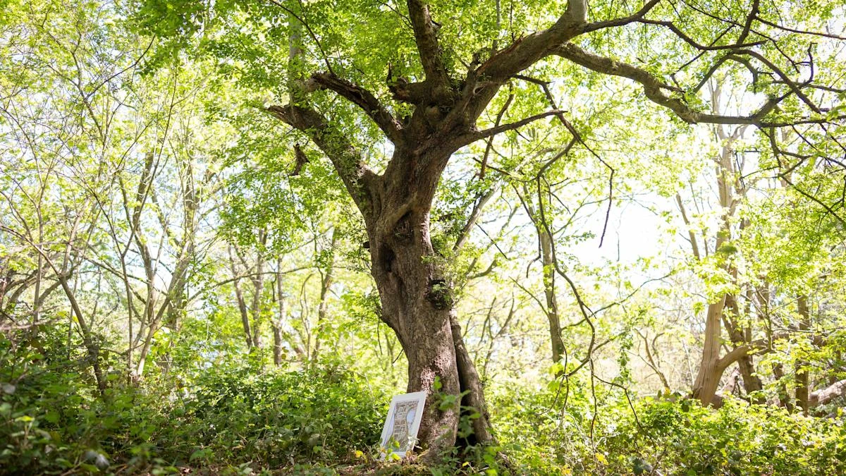 Ancient tree which inspired Brambly Hedge cottage discovered in Epping Forest