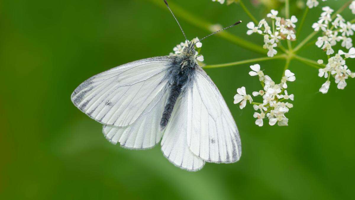 Nature experts warn of ‘butterfly emergency’ with record lows in annual count