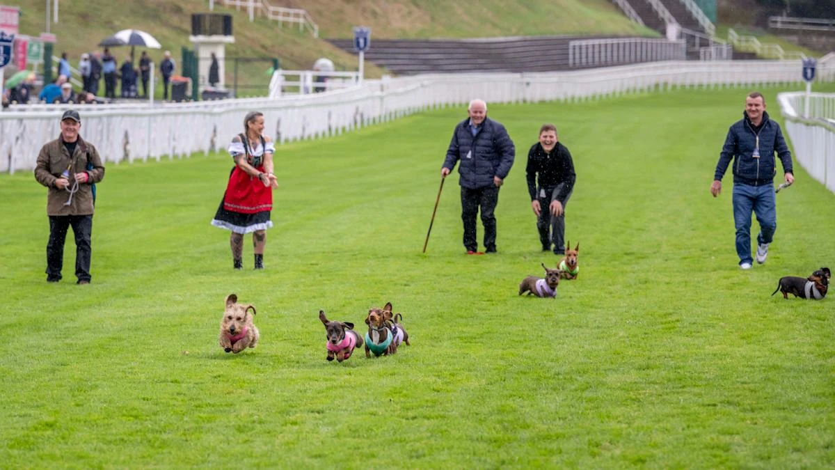 Dachshunds take to racecourse bidding to be crowned top dog