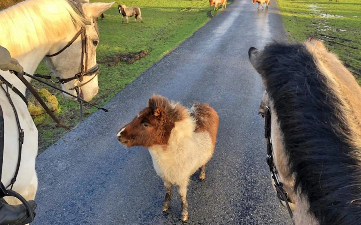 Stolen New Forest ponies found 75 miles away in London