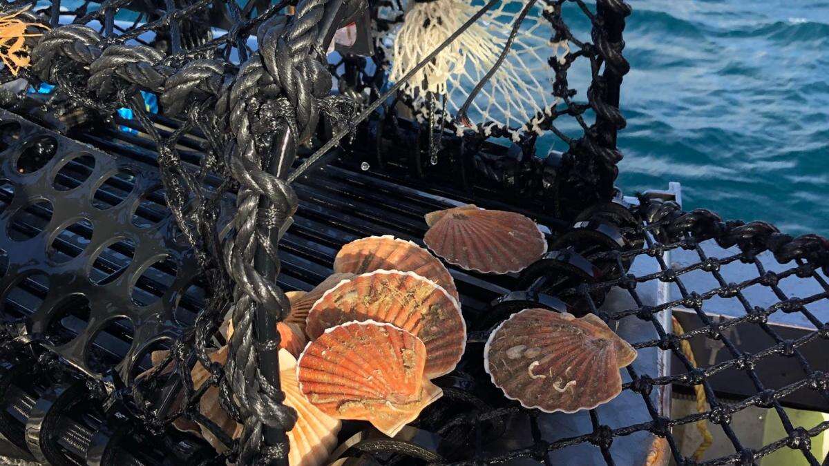 On the menu: Sustainable Disco Scallops caught using fishing pots with lights