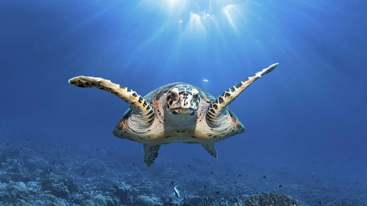 UK joins international scramble to bring ocean protection treaty into force