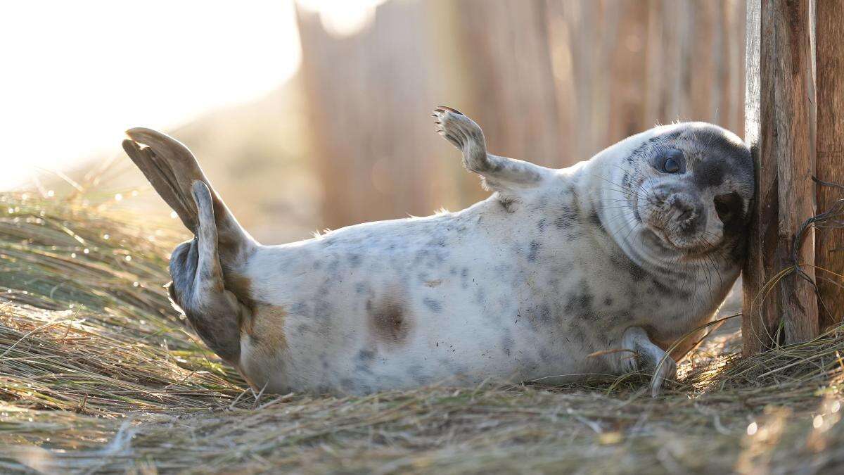 Thousands of grey seal pups counted at coastal breeding ground