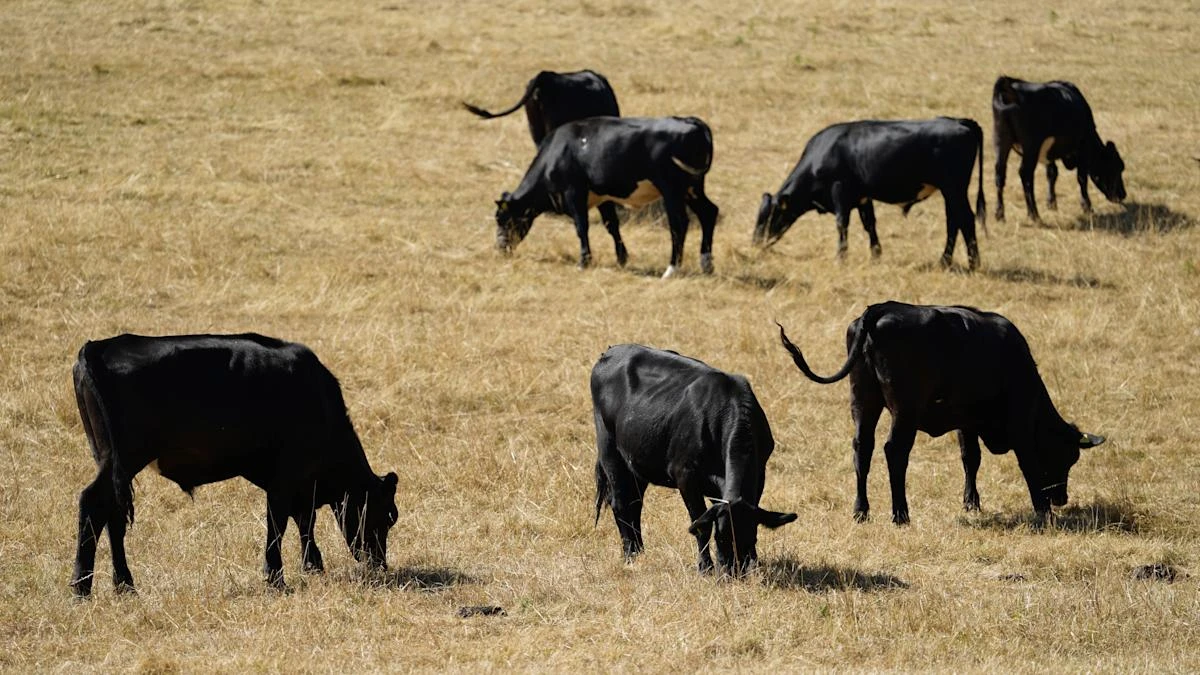 US wants more alignment with UK on food standards rules – agriculture secretary