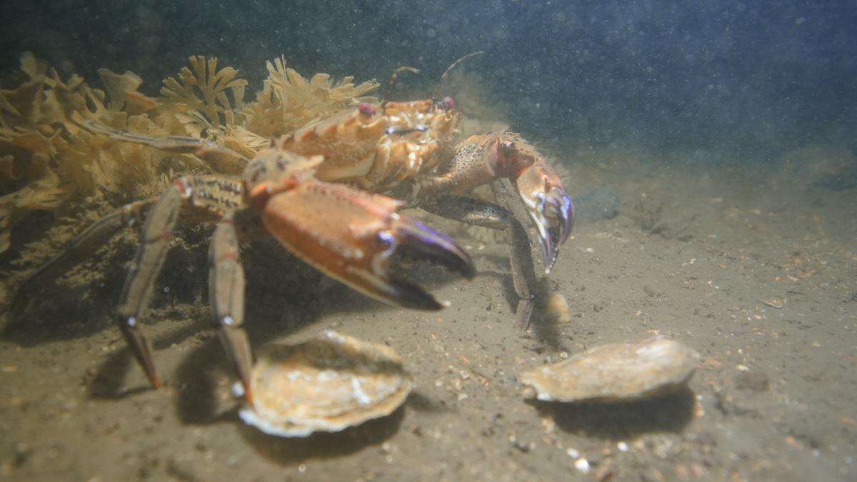 Positive signs oysters settling in well after reintroduction to Firth of Forth