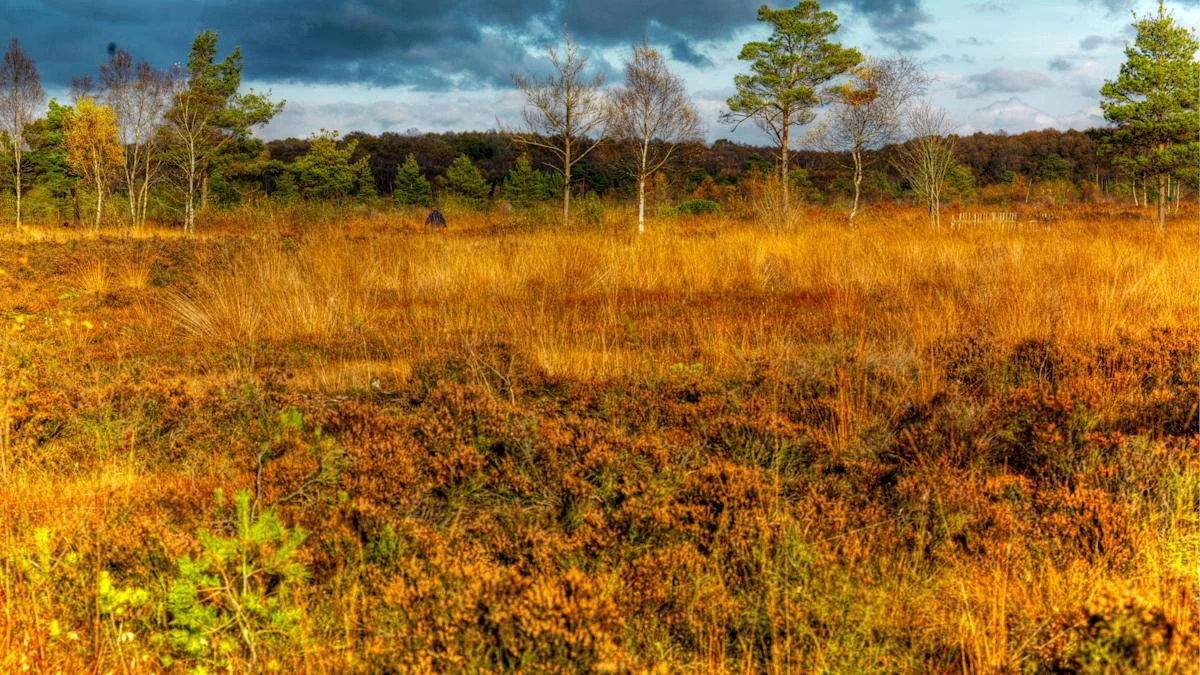 ‘Power of peatlands’ embraced in new strategy to tackle climate crisis