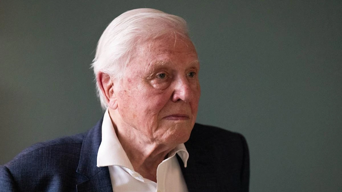 Paddington Bear and Sir David Attenborough among public’s banknote design ideas