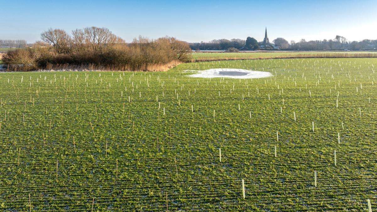 National Trust planting 800 football pitches worth of woodlands over winter