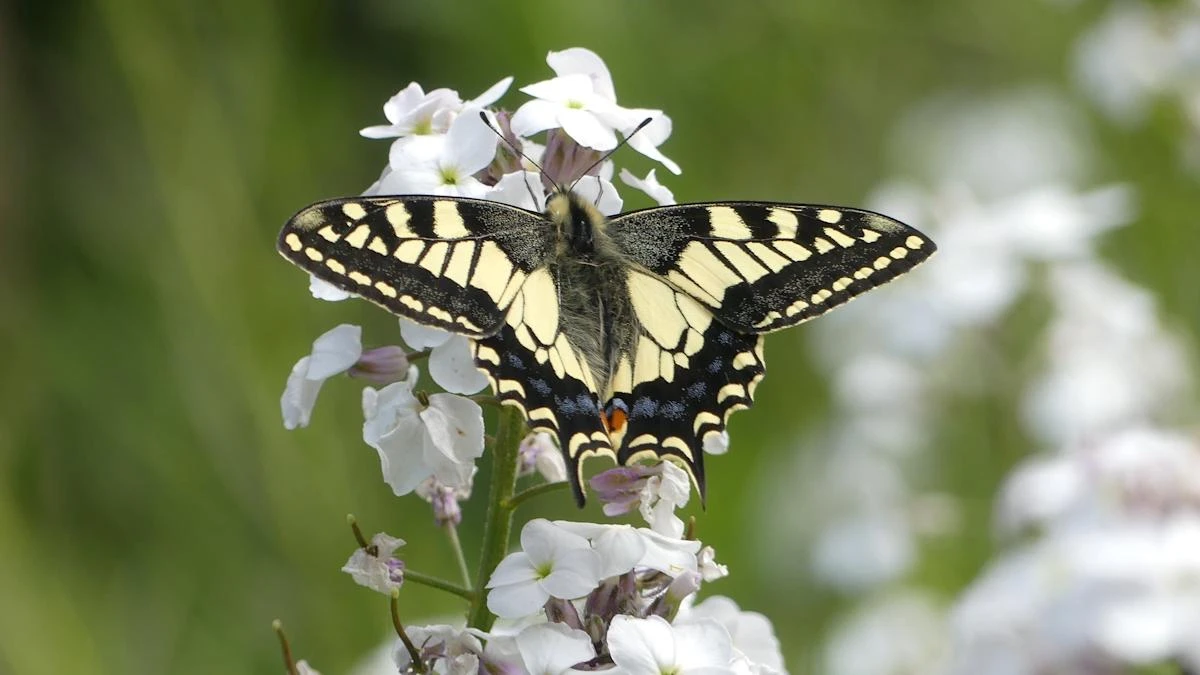 Researchers use cryopreservation to help survival of rare British butterfly