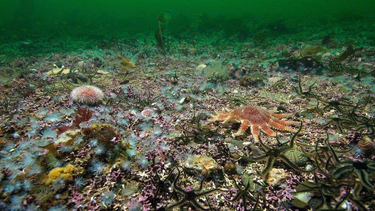 Nature groups call for more protection of the UK’s seas as key carbon stores