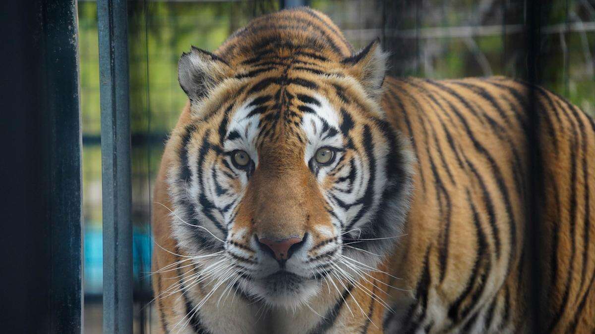 Tiger rescued from ‘appalling’ conditions to live at British zoo