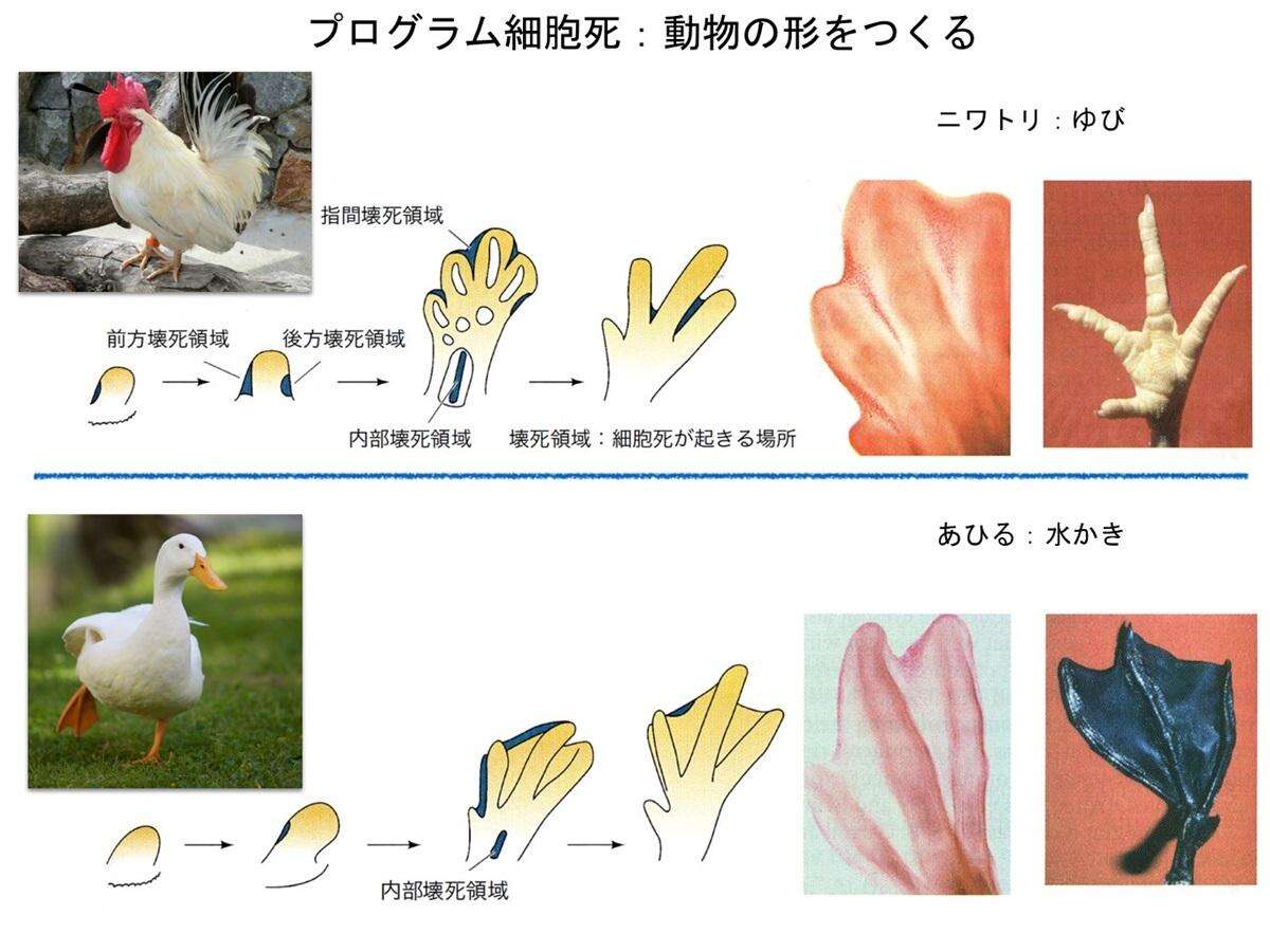 知られざる「生物の神秘」、東大・三浦正幸教授に聞いた「細胞死」という謎現象