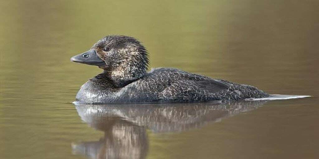 El pato australiano que dice «maldito tonto» como un humano