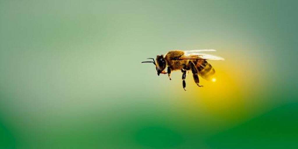 Las abejas también se emborrachan y sufren abstinencia