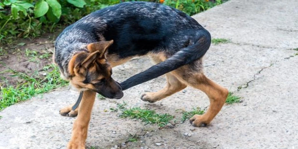 Mi perro se persigue la cola e intenta morder su sombra, ¿debo preocuparme?